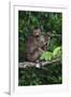 Stump-Tailed Macaque (Macaca Arctoices)-Craig Lovell-Framed Premium Photographic Print