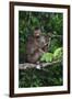 Stump-Tailed Macaque (Macaca Arctoices)-Craig Lovell-Framed Premium Photographic Print