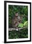 Stump-Tailed Macaque (Macaca Arctoices)-Craig Lovell-Framed Premium Photographic Print