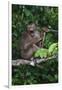 Stump-Tailed Macaque (Macaca Arctoices)-Craig Lovell-Framed Premium Photographic Print