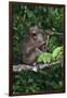 Stump-Tailed Macaque (Macaca Arctoices)-Craig Lovell-Framed Premium Photographic Print