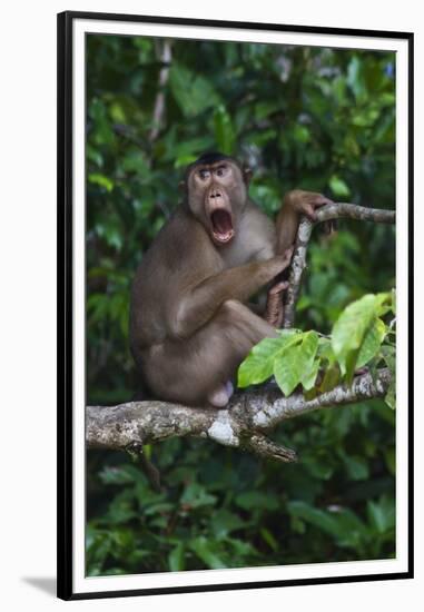 Stump-Tailed Macaque (Macaca Arctoices)-Craig Lovell-Framed Premium Photographic Print