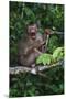 Stump-Tailed Macaque (Macaca Arctoices)-Craig Lovell-Mounted Premium Photographic Print