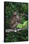 Stump-Tailed Macaque (Macaca Arctoices)-Craig Lovell-Framed Stretched Canvas