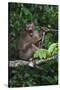 Stump-Tailed Macaque (Macaca Arctoices)-Craig Lovell-Stretched Canvas
