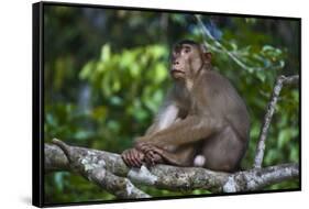 Stump-Tailed Macaque (Macaca Arctoices)-Craig Lovell-Framed Stretched Canvas