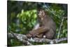 Stump-Tailed Macaque (Macaca Arctoices)-Craig Lovell-Stretched Canvas