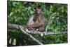 Stump-Tailed Macaque (Macaca Arctoices)-Craig Lovell-Stretched Canvas