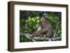 Stump-Tailed Macaque (Macaca Arctoices)-Craig Lovell-Framed Premium Photographic Print