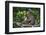 Stump-Tailed Macaque (Macaca Arctoices)-Craig Lovell-Framed Premium Photographic Print