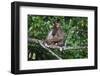 Stump-Tailed Macaque (Macaca Arctoices)-Craig Lovell-Framed Premium Photographic Print