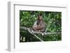 Stump-Tailed Macaque (Macaca Arctoices)-Craig Lovell-Framed Premium Photographic Print