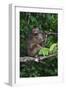 Stump-Tailed Macaque (Macaca Arctoices)-Craig Lovell-Framed Photographic Print