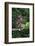 Stump-Tailed Macaque (Macaca Arctoices)-Craig Lovell-Framed Photographic Print