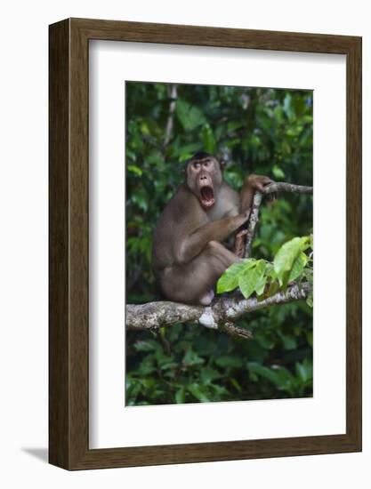 Stump-Tailed Macaque (Macaca Arctoices)-Craig Lovell-Framed Photographic Print