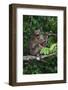 Stump-Tailed Macaque (Macaca Arctoices)-Craig Lovell-Framed Photographic Print