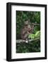 Stump-Tailed Macaque (Macaca Arctoices)-Craig Lovell-Framed Photographic Print