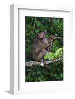 Stump-Tailed Macaque (Macaca Arctoices)-Craig Lovell-Framed Photographic Print