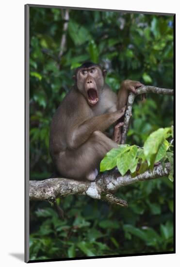 Stump-Tailed Macaque (Macaca Arctoices)-Craig Lovell-Mounted Photographic Print