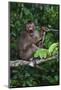 Stump-Tailed Macaque (Macaca Arctoices)-Craig Lovell-Mounted Photographic Print