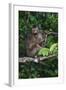 Stump-Tailed Macaque (Macaca Arctoices)-Craig Lovell-Framed Photographic Print