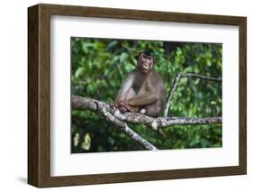 Stump-Tailed Macaque (Macaca Arctoices)-Craig Lovell-Framed Photographic Print