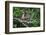 Stump-Tailed Macaque (Macaca Arctoices)-Craig Lovell-Framed Photographic Print