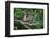 Stump-Tailed Macaque (Macaca Arctoices)-Craig Lovell-Framed Photographic Print