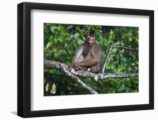 Stump-Tailed Macaque (Macaca Arctoices)-Craig Lovell-Framed Photographic Print