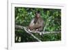 Stump-Tailed Macaque (Macaca Arctoices)-Craig Lovell-Framed Photographic Print