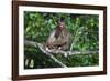 Stump-Tailed Macaque (Macaca Arctoices)-Craig Lovell-Framed Photographic Print