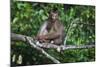 Stump-Tailed Macaque (Macaca Arctoices)-Craig Lovell-Mounted Photographic Print