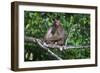 Stump-Tailed Macaque (Macaca Arctoices)-Craig Lovell-Framed Photographic Print