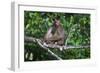 Stump-Tailed Macaque (Macaca Arctoices)-Craig Lovell-Framed Photographic Print