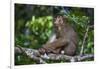 Stump-Tailed Macaque (Macaca Arctoices)-Craig Lovell-Framed Photographic Print