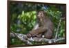 Stump-Tailed Macaque (Macaca Arctoices)-Craig Lovell-Framed Photographic Print