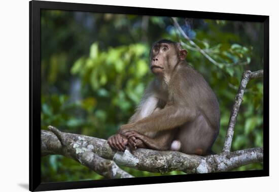 Stump-Tailed Macaque (Macaca Arctoices)-Craig Lovell-Framed Photographic Print