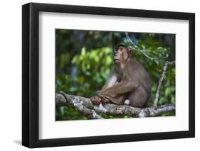 Stump-Tailed Macaque (Macaca Arctoices)-Craig Lovell-Framed Photographic Print