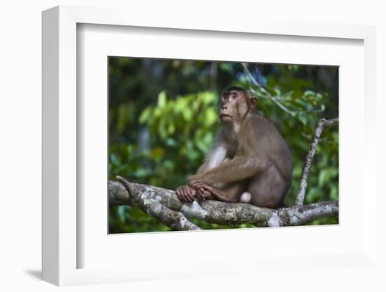 Stump-Tailed Macaque (Macaca Arctoices)-Craig Lovell-Framed Photographic Print