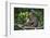 Stump-Tailed Macaque (Macaca Arctoices)-Craig Lovell-Framed Photographic Print