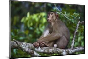 Stump-Tailed Macaque (Macaca Arctoices)-Craig Lovell-Mounted Photographic Print