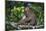 Stump-Tailed Macaque (Macaca Arctoices)-Craig Lovell-Mounted Photographic Print