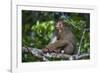 Stump-Tailed Macaque (Macaca Arctoices)-Craig Lovell-Framed Photographic Print