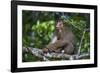 Stump-Tailed Macaque (Macaca Arctoices)-Craig Lovell-Framed Photographic Print