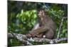 Stump-Tailed Macaque (Macaca Arctoices)-Craig Lovell-Mounted Photographic Print