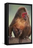 Stump-Tailed Macaque-DLILLC-Framed Stretched Canvas