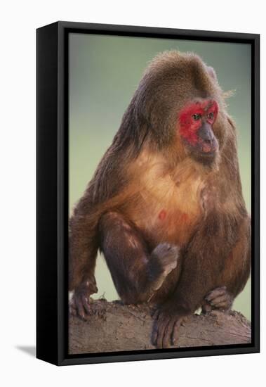 Stump-Tailed Macaque-DLILLC-Framed Stretched Canvas