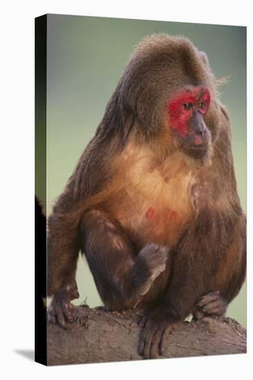 Stump-Tailed Macaque-DLILLC-Stretched Canvas