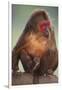 Stump-Tailed Macaque-DLILLC-Framed Premium Photographic Print