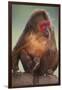 Stump-Tailed Macaque-DLILLC-Framed Premium Photographic Print